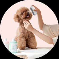 Pet Care